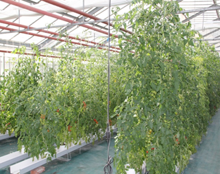 Plants de tomates