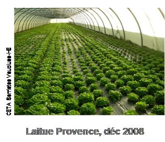 Some Lactuca genotypes resistant to root-knot Nematodes : hope for lettuce culture in Provence