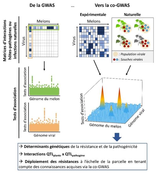 GWAS_Plant_Alliance