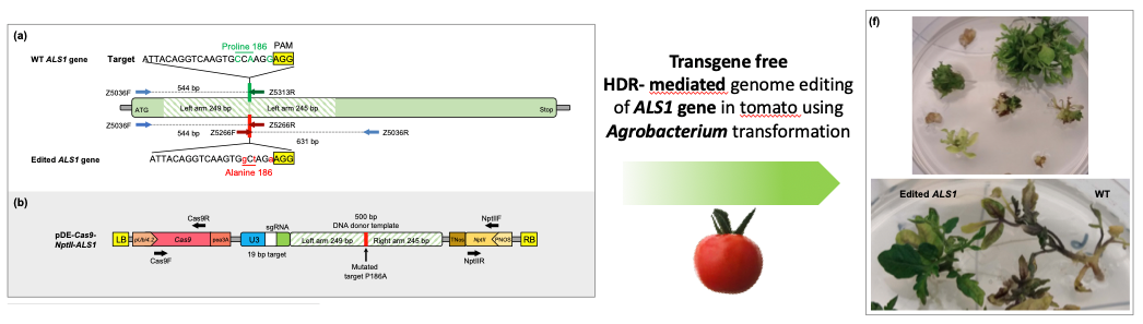 Efficient and transgene-free gene targeting using Agrobacterium mediated delivery of the CRISPR-Cas9 system in tomato.