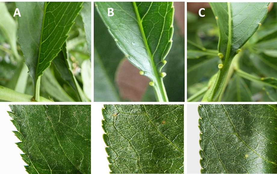 Deciphering the genetic control of extrafloral nectaries in peach